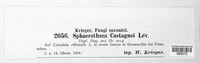 Sphaerotheca castagnei image